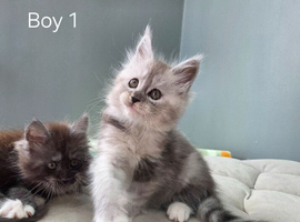 Rare polydactyl kittens