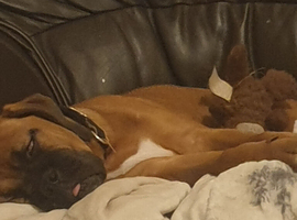 Cane corso female puppy