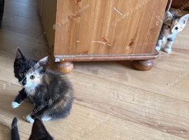 lovley and playful kittens