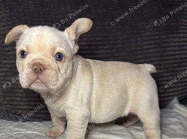 French bulldog puppies ready now!
