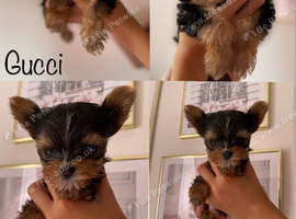 Beautiful small Yorkshire Terrier Pedigree