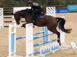 17hh 8yo show jumper