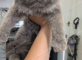 Persian x Ragdoll mix
