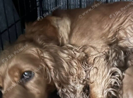 Red cockapoo puppies