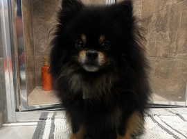 Stunning Pomeranian Male (Almost 4 Years Old) &ndash; Black & Tan