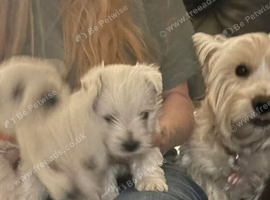 Westie puppies