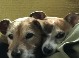 Wanted female puppy Jack Russell im in the Watford Herts area