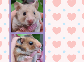 ***Stunning Tame and Loving Natured Baby Hamsters ***