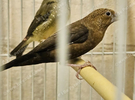 2 pairs of silver bills