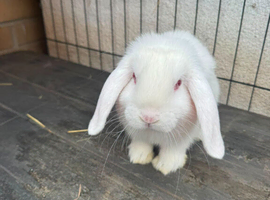 Mini lop Buck