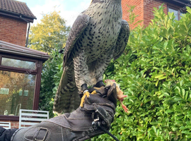 Male gyr falcon