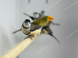 Owl finch