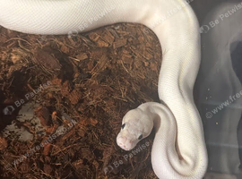 royal pythons +racking