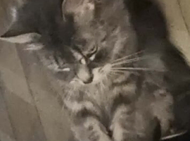 Missing grey fluffy cat