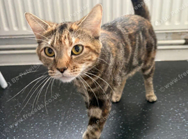 Cats for re home