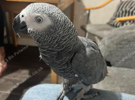 Beautiful female African grey