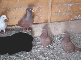 5 pigeons for sale