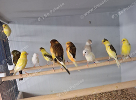 Irish fancy, gloster and Yorkshire canaries