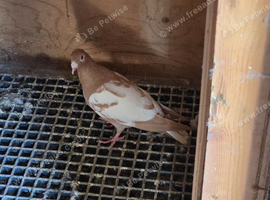 Meulemans and germans