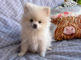 Pomeranian ready now