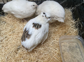 Italian jumbo quails