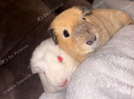 Pair of bonded male guinea pigs