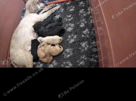 Toy poodle puppies