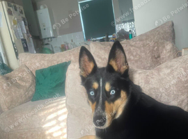 Shepard cross husky pups for sale