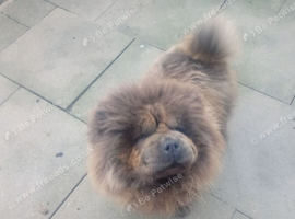 2 year old blue chow girl
