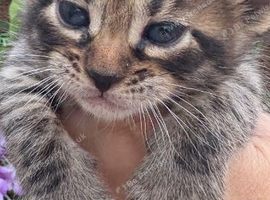 Stunning Snow Bengal x Mainecoon kitten