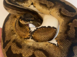 Beautiful Piebald Royal Python (Female)