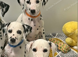 Dalmatian puppys