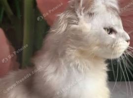 Polydactyl Maine coon male neutered