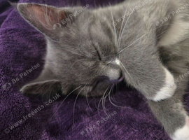 X maincoon female