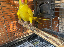 Ringneck female