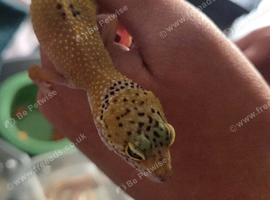 Lepord geko