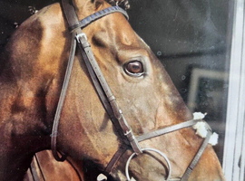 NO VICES GENT All Rounder/Xc/SJ/Hunting GENT No vices Mother/dauvhter share. HUNTER/SJ/XC