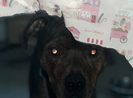 Staffy cross rotty Dre
