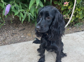 Cocker spaniels