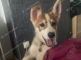 Shepsky boy.
