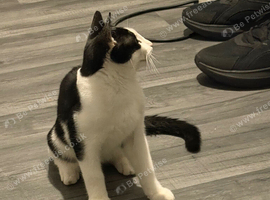 Looking for a loving home for my kitten