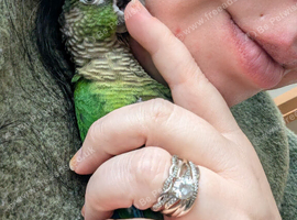Female 1 year old Green cheek Conure. Silly tame!