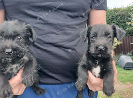 5 patterdale terrier pups ready now