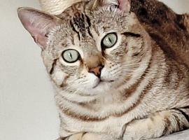 Gorgeous Snow Bengal for sale
