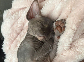Last kitten available