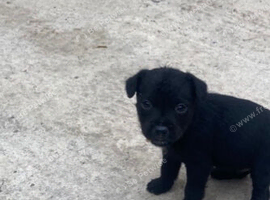 Patterdale puppies