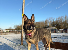 German shepherd