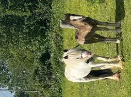 Mare with foal at foot