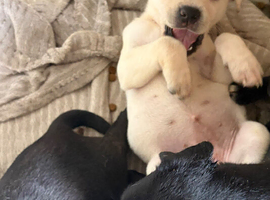 STUNNING PUPPIES LOOKING FOR FOREVER HOMES