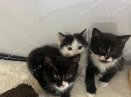 Lovely kittens for a new home!!